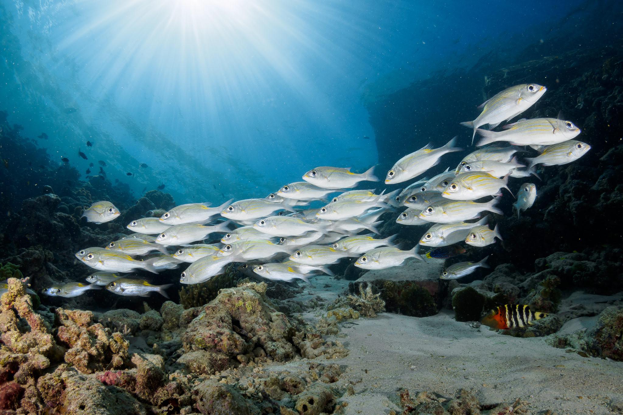 Striped large eye Bream / Gnathodentex aureolineatus
